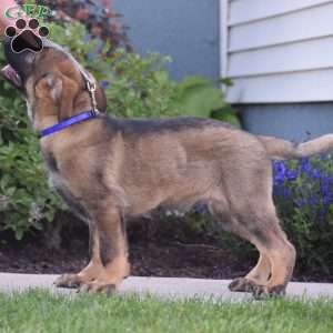 Kooper, German Shepherd Puppy